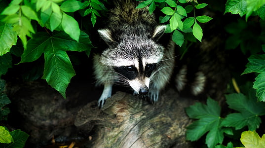 animal photograph of raccoon