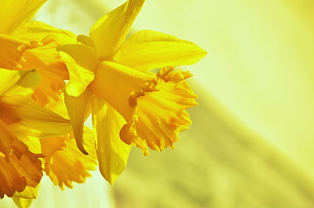 yellow petaled orchid flower close up photography