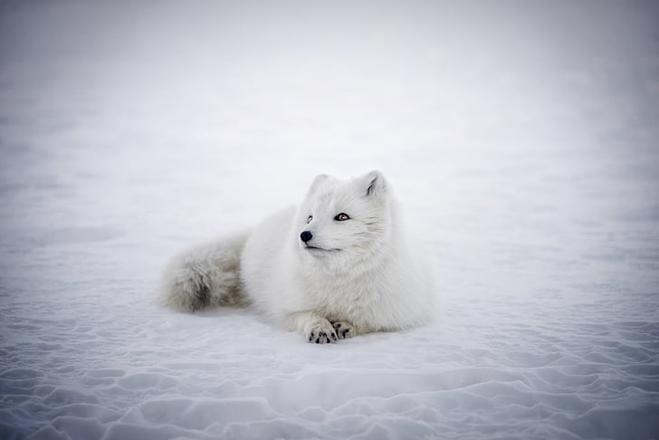 white animal prone lying on snowfield