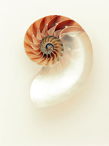 closeup photo of beige and white seashell