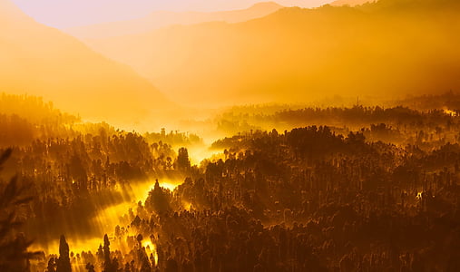 top view of forest during yellow sunset