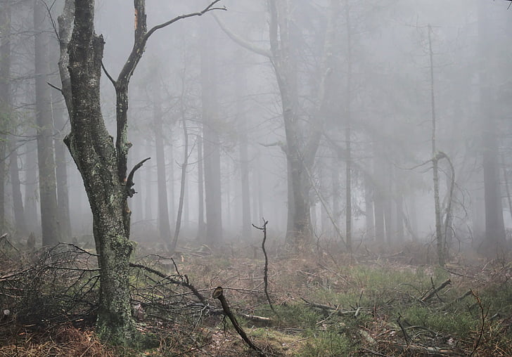 withered forest trees covered in fog