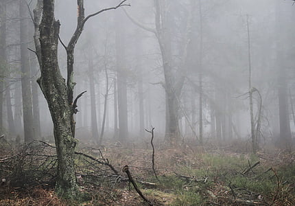withered forest trees covered in fog