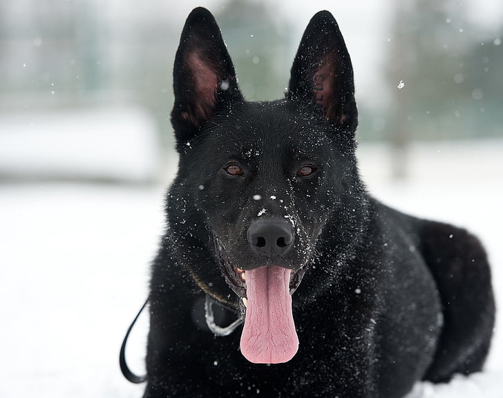 black dog lying on snow