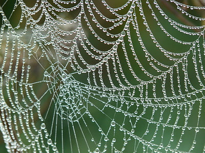 web with water drops photo