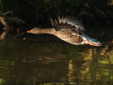 flying mallard duck over water
