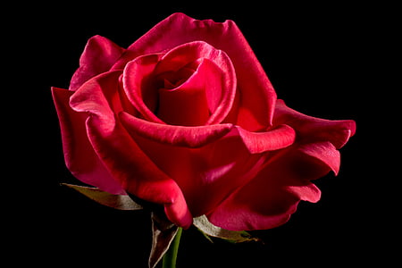 closeup photo of red rose flower in bloom