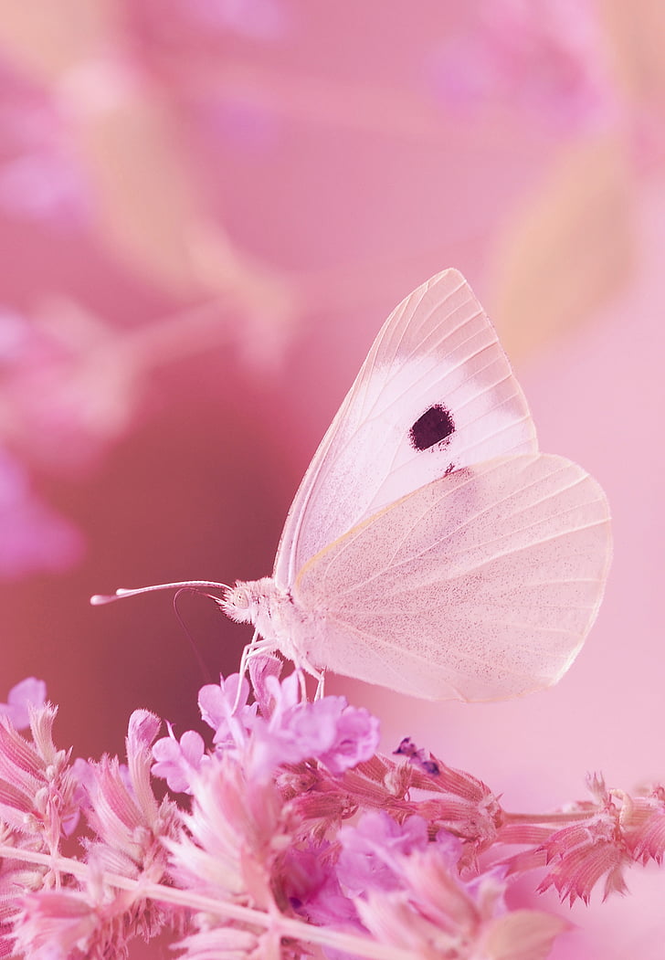 macro photography of white butterfly perched on purple petaled flower