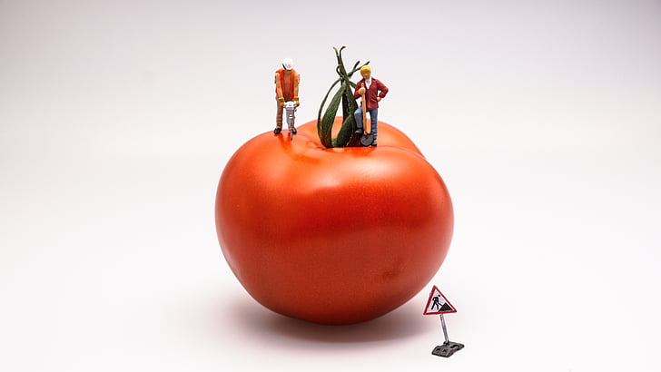 two man on the tomato