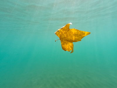 underwater photography of brown leaf