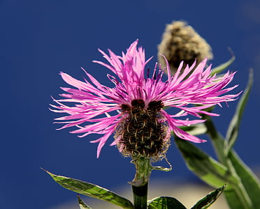 pink budrock flower selective focus photography