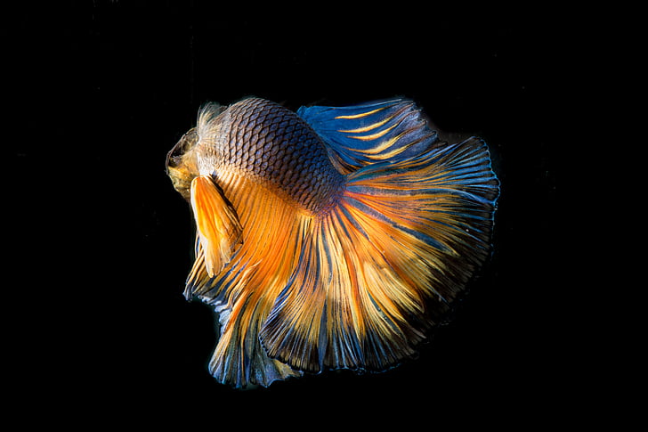 multicolored fish illustration