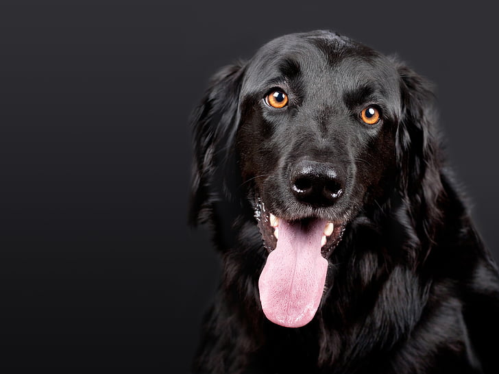 closeup photo of short-coated black dog