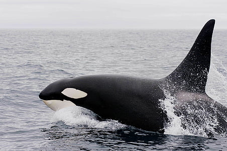 black and white killer whale in body of water during daytime
