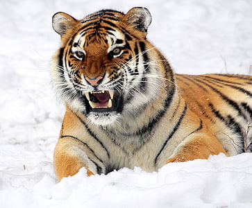 tiger resting on snow field