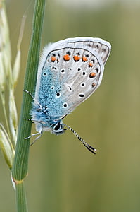 silver-studded butterfly