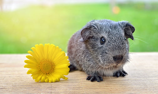yellow marguerite daisy and gray guinea pig