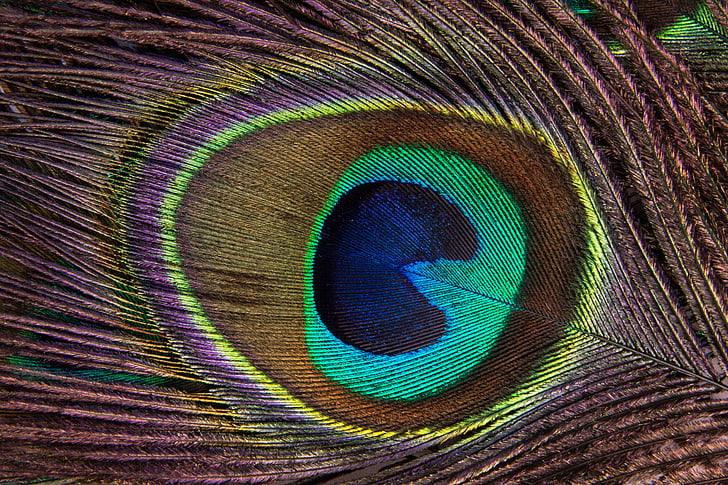 multicolored peacock feather
