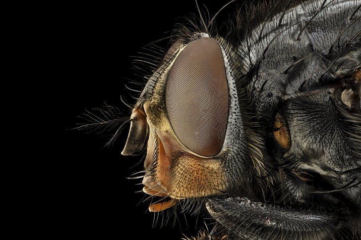 macro photography of common housefly