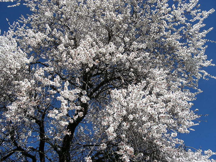 closeup photo of cherry blossom tree