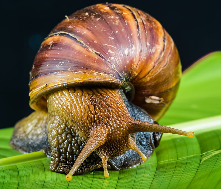closeup photography of snail on green leaf