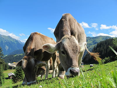 herd of brown cattle on green grass field under blue sky during daytime close-up photography