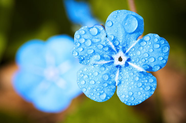 blue petaled flower on bloom