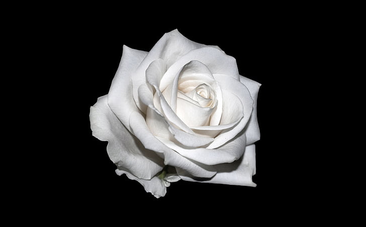 white rose illustration