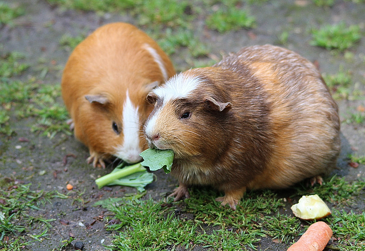 two brown guinea pigs