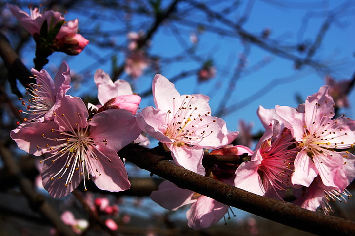 pink Sakura tree blossoms selective-focus photography
