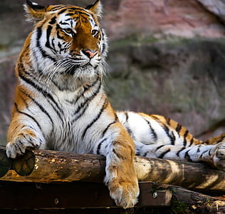 orange tiger