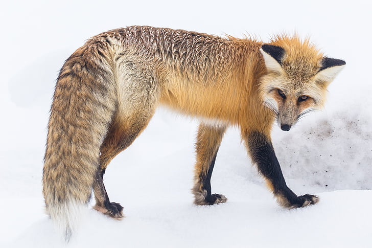 brown and black fox standing on white surface