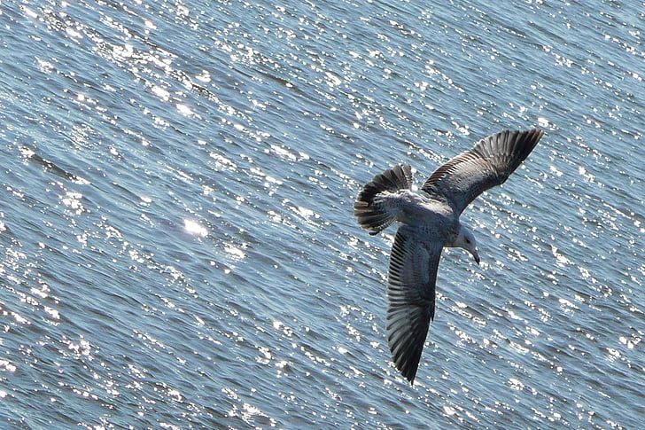 grey gull flying above ocean