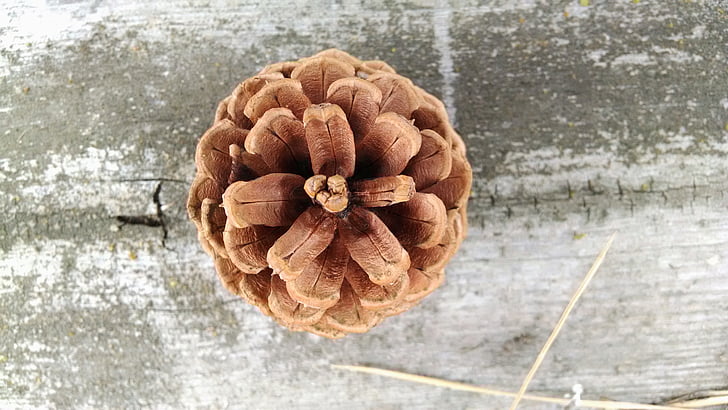 close-up photo of brown pinecone