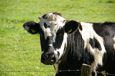 white and black cow near wire fence