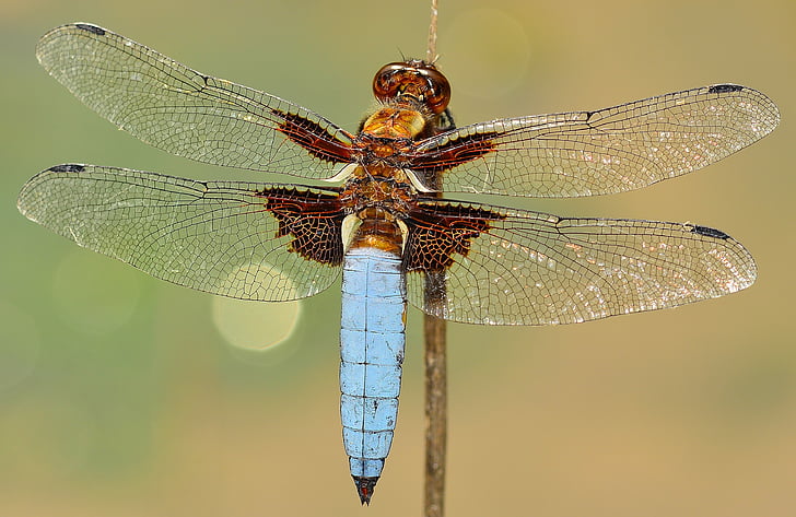 blue tailed skimmer in closeup photoraphy