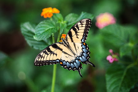 closeup photography of eastern tiger swallowtail butterfly