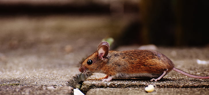 selective focus photography of brown rat on gray concrete pavement