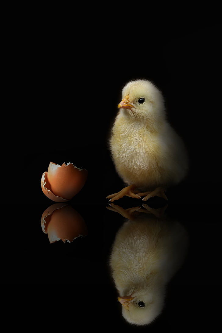 yellow chick besides brown egg shell