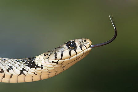 brown and black python snake