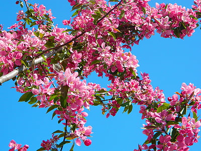 pink clustered flowers under blue clear sky