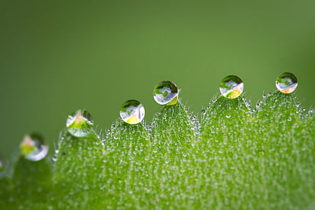 micro photography of water dew drops on leaf