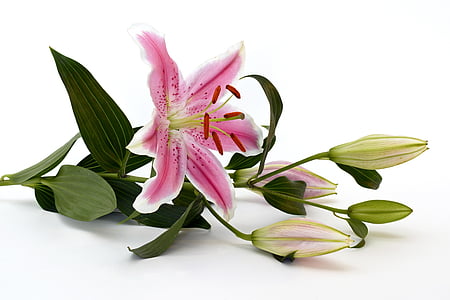 white and pink lily flower
