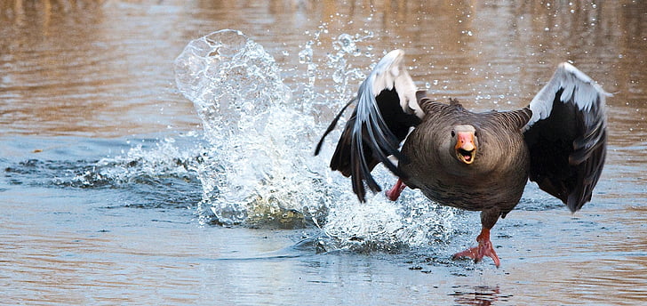 photo of brown and black goose