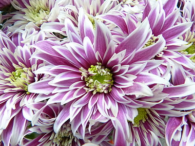 photo of purple-and-white flowers during daytime