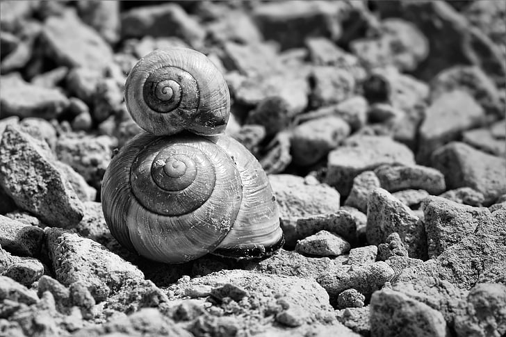 two snails grayscale photo