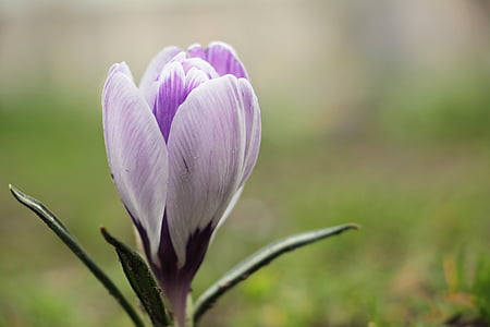 selective focus photo of white and purple crocus flower