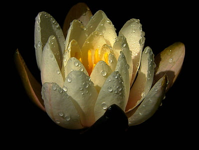 white water lily flower in closeup photography
