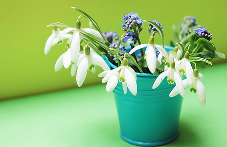 shallow focus photography of white and blue flowers in cyan pot