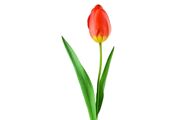 photo of red tulips with green leaf